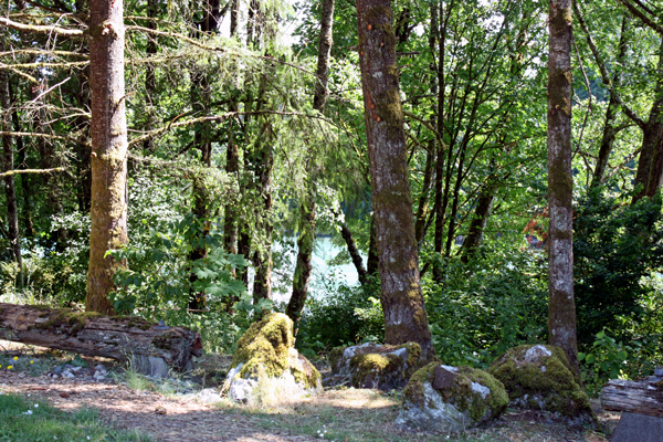 moss covered rocks